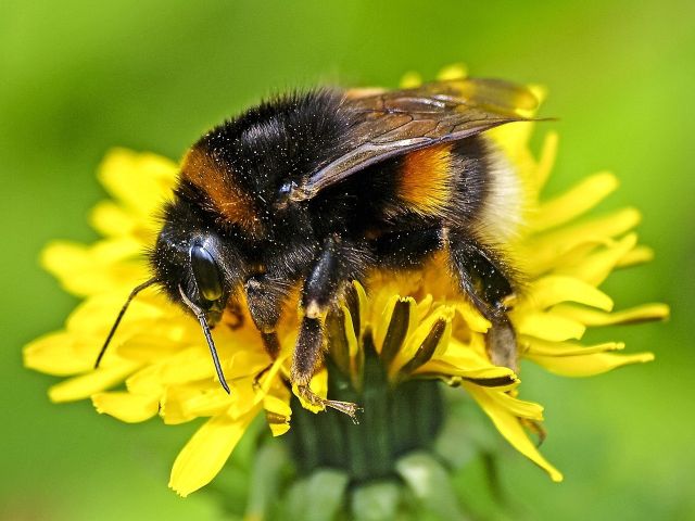 Bumblebee 2391930 1280