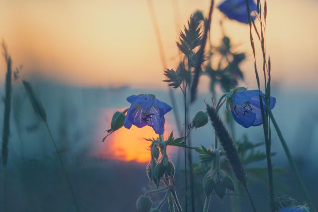 Meadow 811339 1920