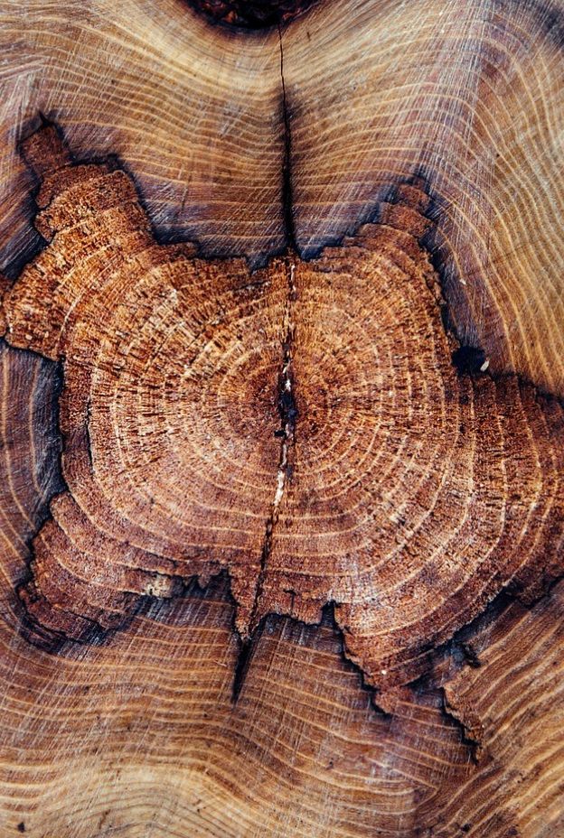 Tree trunk 4890429 1280
