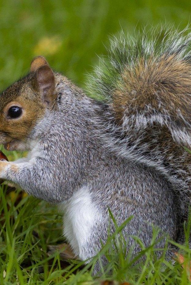 Squirrel 8367079 1280