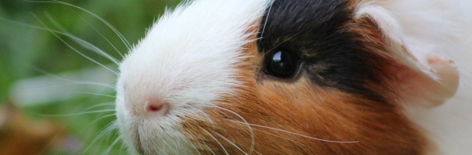 Guinea pig 4296814 1280