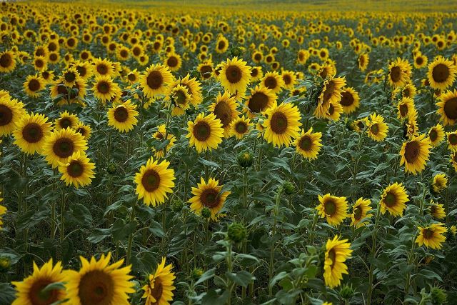 Sunflowers 4386505 1280