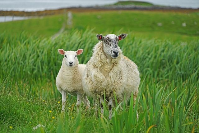 Sheep 7117465 1280