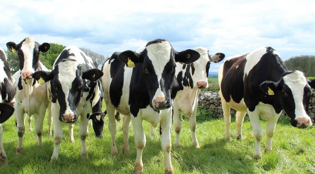 Holstein cattle 2318436 1280 1