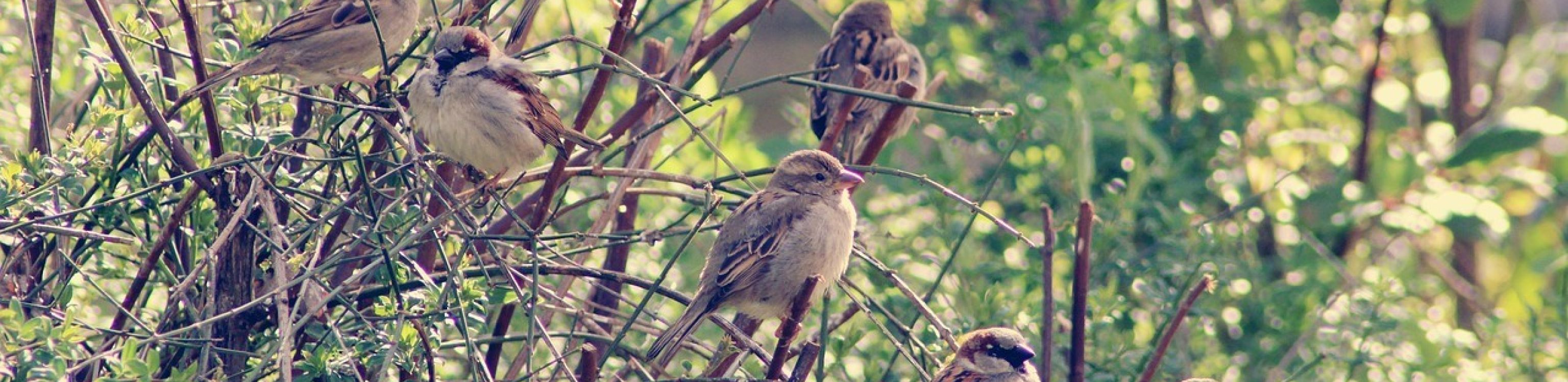 Sparrows 5039128 1280