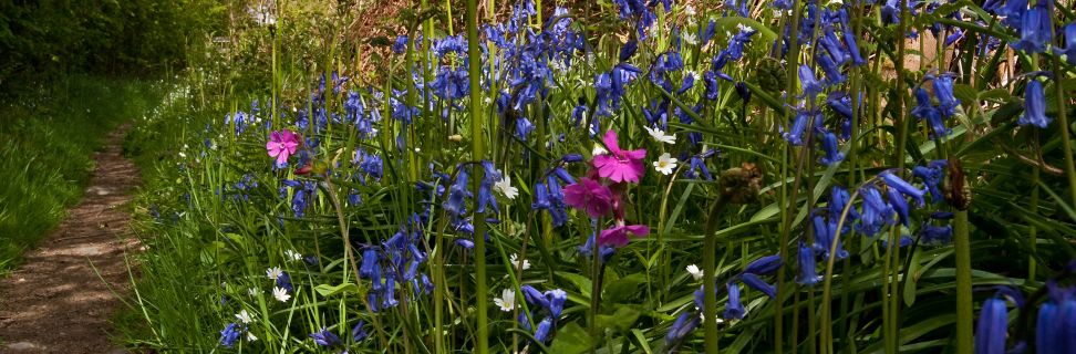 LDNP Bluebell path copyright Nick Thorne