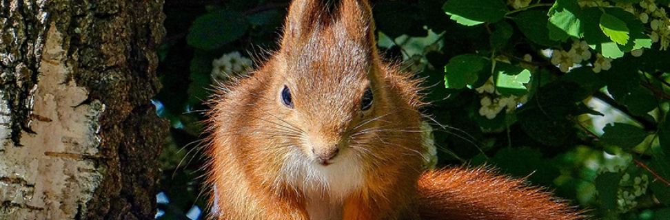 Mammal tracking squirrel paws 4768621 1920 Pixabay mres