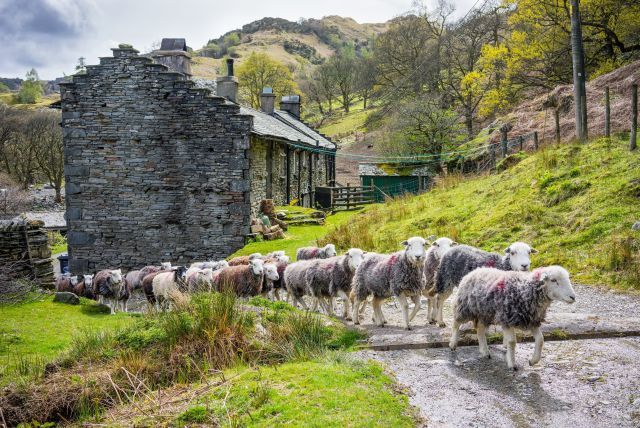 LDNP Herdwicks at Tilberthwaite John Hodgson