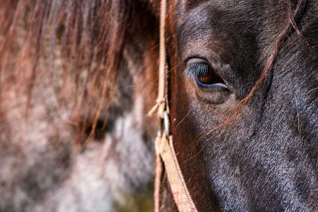 Horse 4962780 1920 pixabay