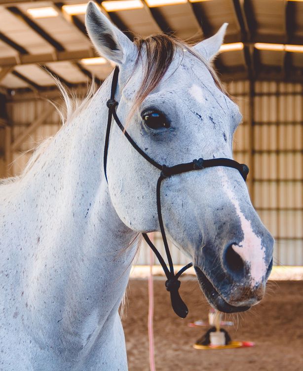 Horse 6363466 1920 pixabay