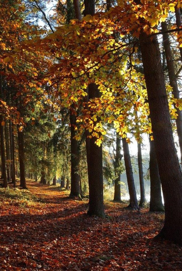 Autumn 9251331 1280