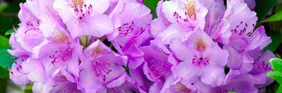 Rhododendron 7205695 1280