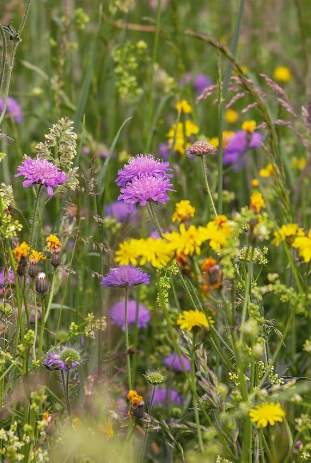 Wildflower meadow 3386014 1280