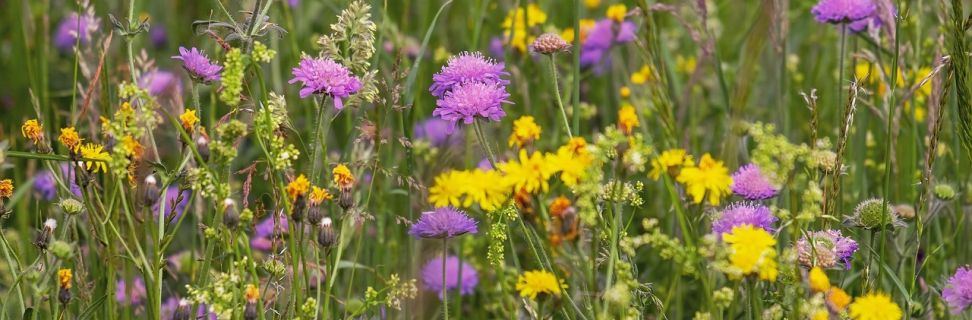 Wildflower meadow 3386014 1280