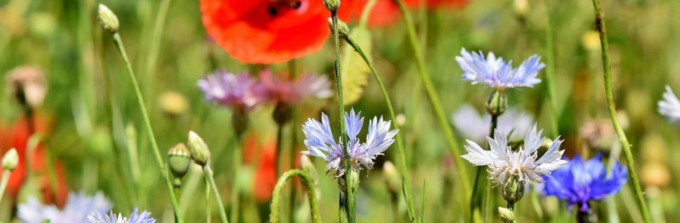 Cornflowers 3431590 1920 pixabay