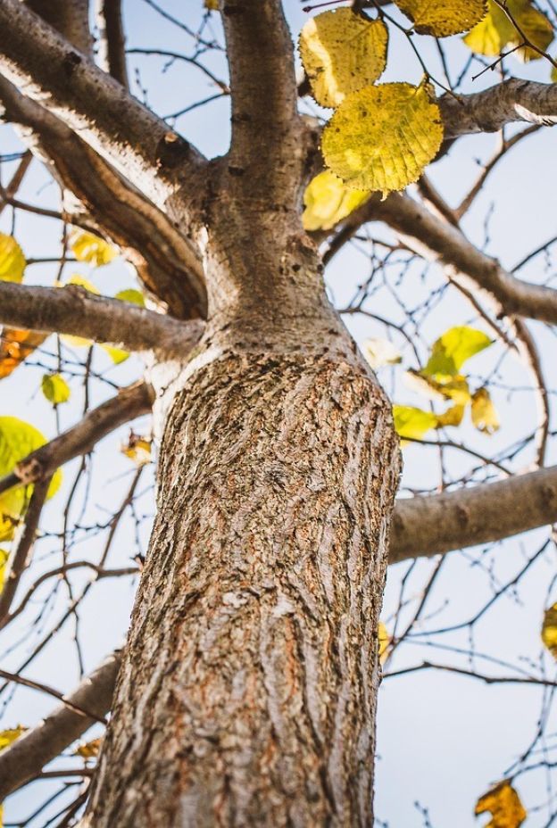 Tree 6768491 1280
