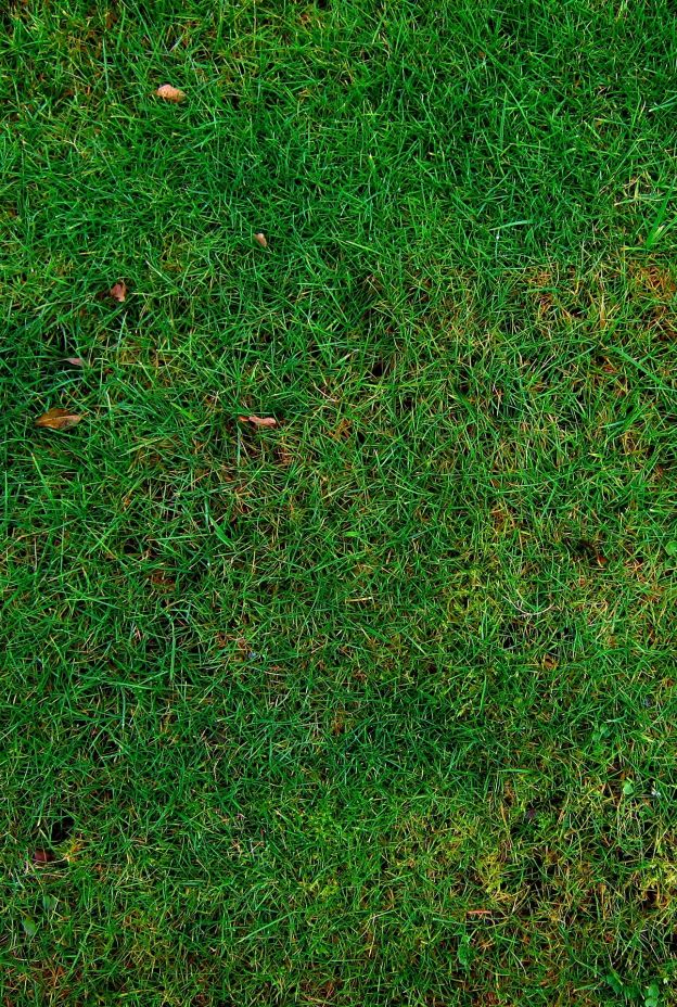 Lawn 253616 1920 pixabay