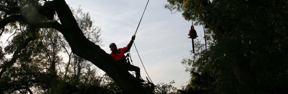 Tree climbers 4820109 1920 pixabay