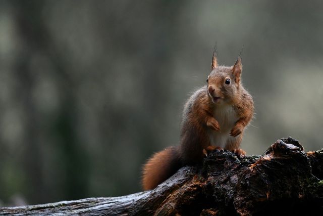 Red squirrel 6867103 1280 pixabay