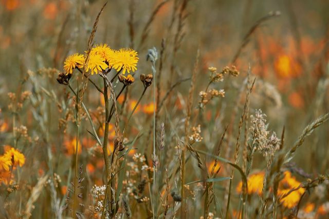 Wildflower meadow 3386078 1280