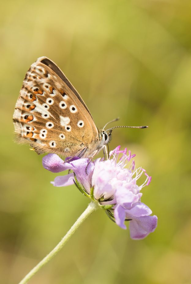 Chalkhill blue