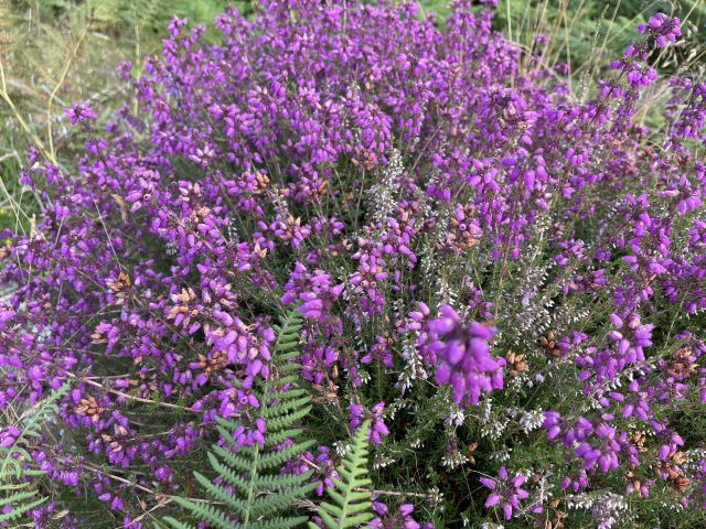 Backbarrow geneve brand 8