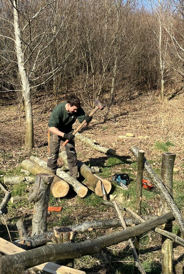 Sweet Chesnut training