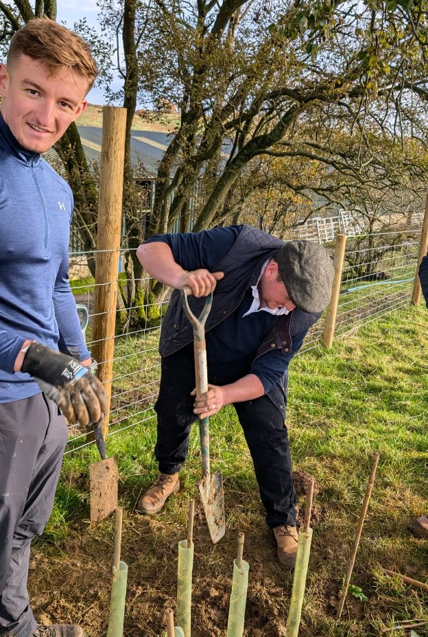 Hedgeplanting Alpacaly Oct 24 Vols in action and looking