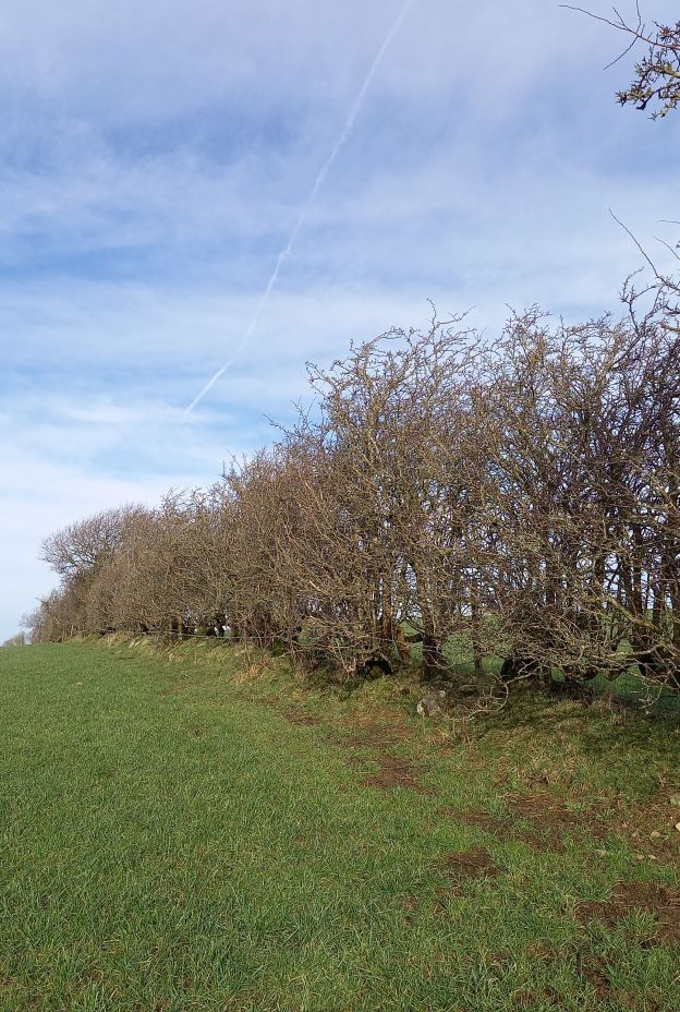 Hedge 1 TJ