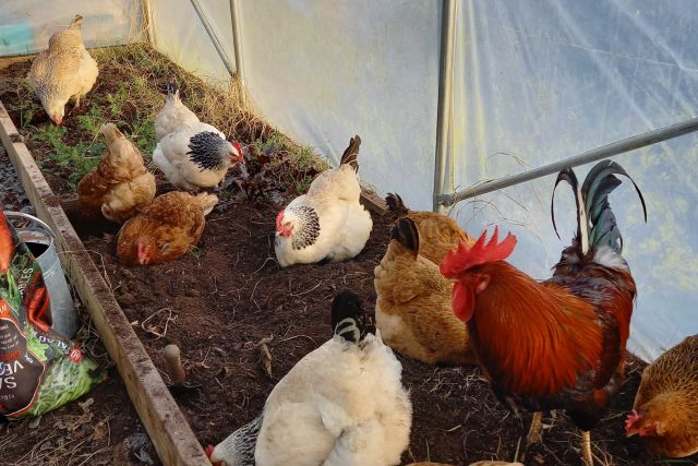 Hens in Polytunnel 1 TJ
