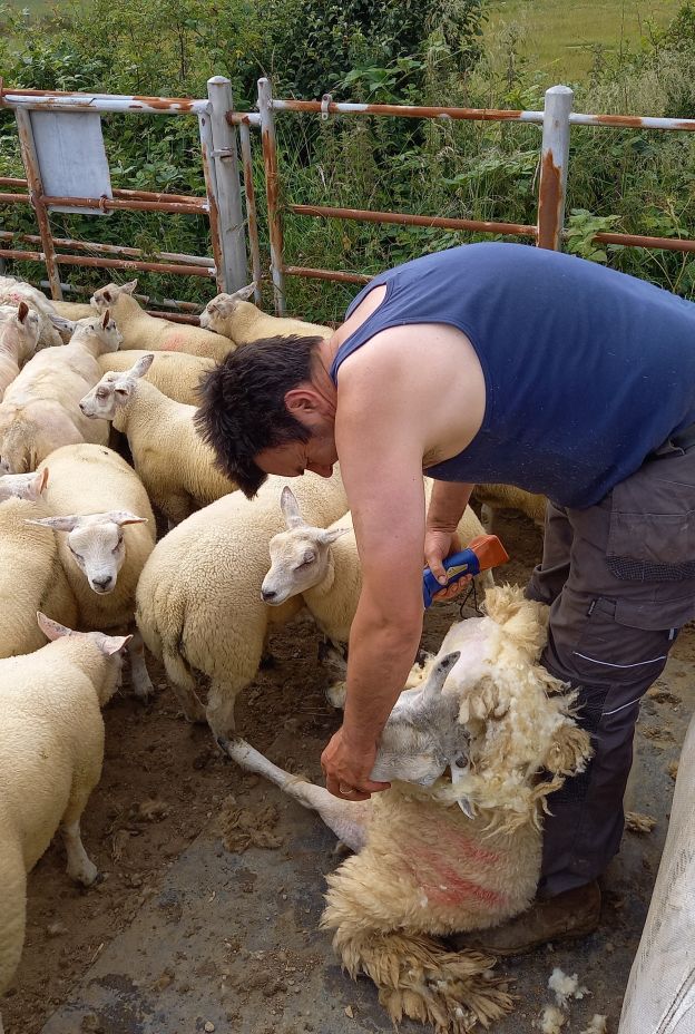 Sheep Shearing Tracey Jackson