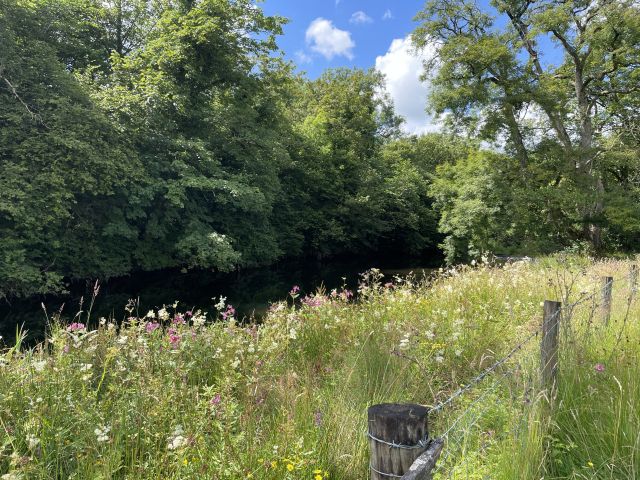 Wildflowers Riverbank Cumbria_Geneve Brand