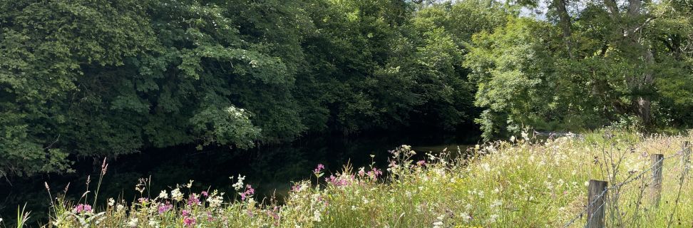 Wildflowers Riverbank Cumbria_Geneve Brand