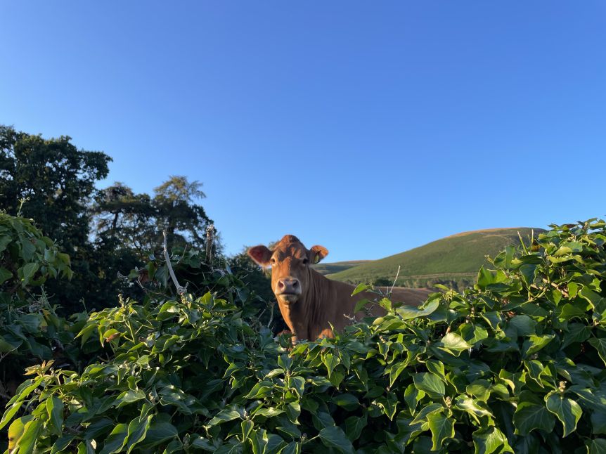 Cow Lake District_Geneve Brand