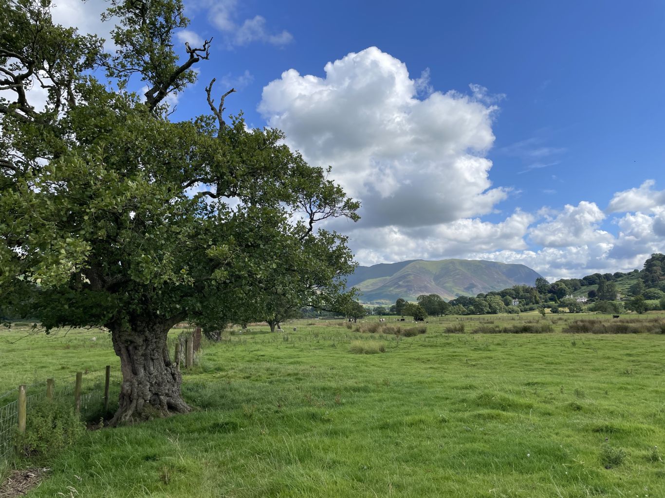 Landscape Mountains Tree_Geneve Brand