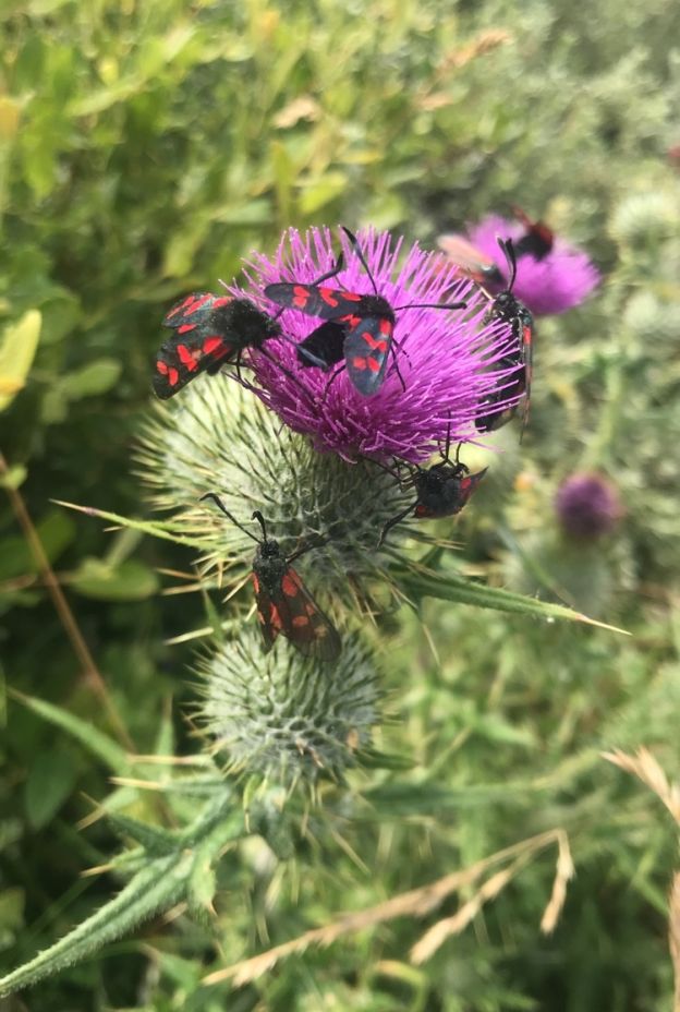 Flowers Thistle Bees_Megan Bartlett