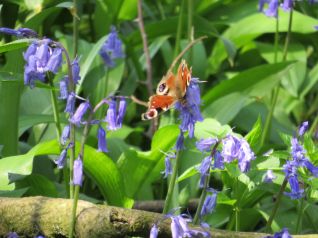 Bluebells Butterfly_Megan Bartlett