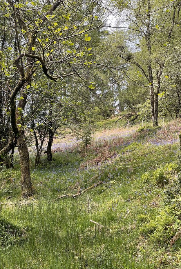 Woods woodland_Megan Bartlett