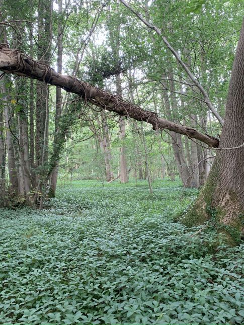 Woods Forest_Megan Bartlett