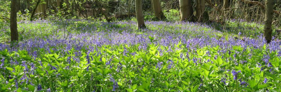 Bluebell woods_Megan Bartlett