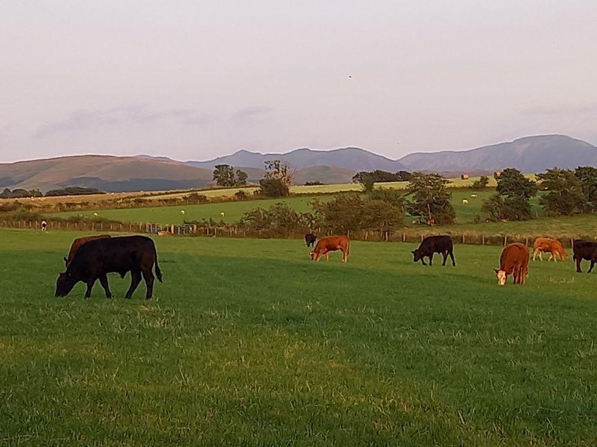 Cows Grazing 2_Tracey Jackson